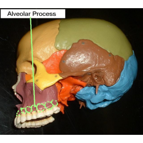 ارائه آماده معرفی سیستم اسکلتی بدن انسان