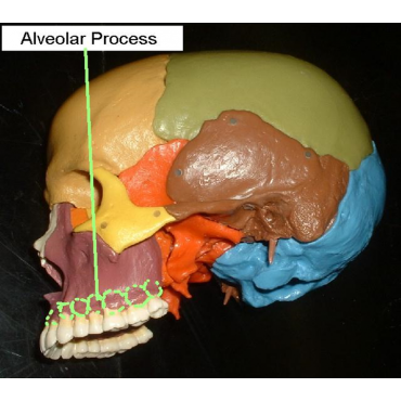 ارائه آماده معرفی سیستم اسکلتی بدن انسان