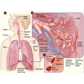 ارائه آماده درباره دستگاه تنفسی بدن انسان